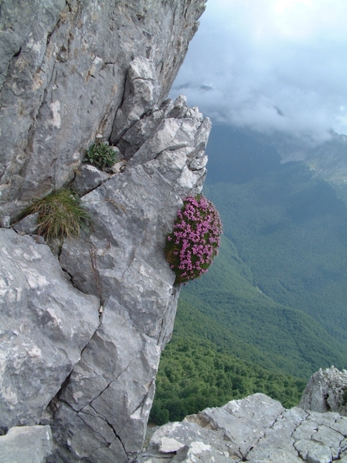 Silene acaulis / Silene acaule, S. a cuscinetto
